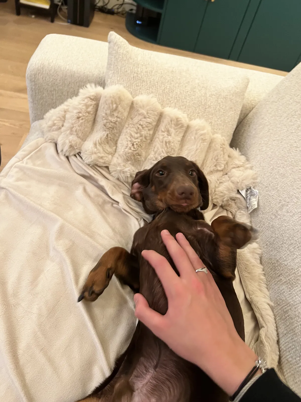 Vagabond chiot sur le dos, sur un plaid crème, une main qui le caresse.