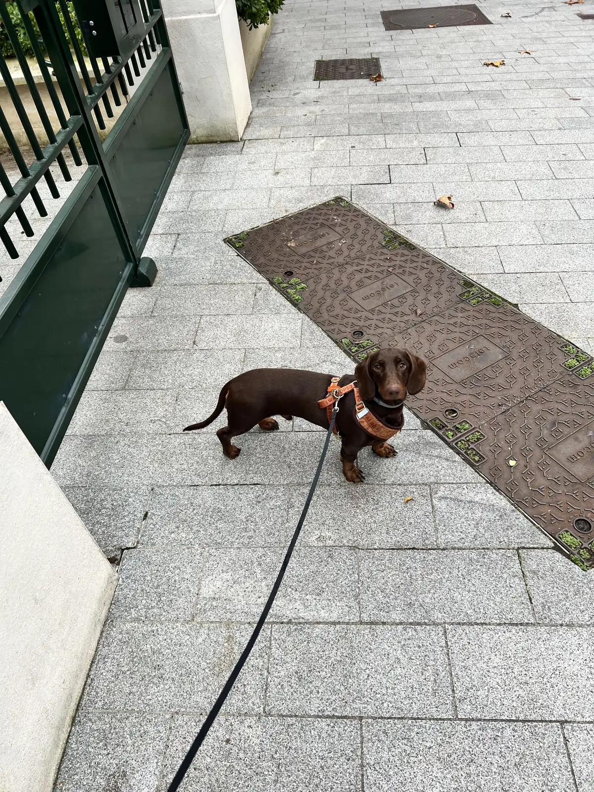 Vagabond en harnais orange, debout sur le trottoir, tête levée.