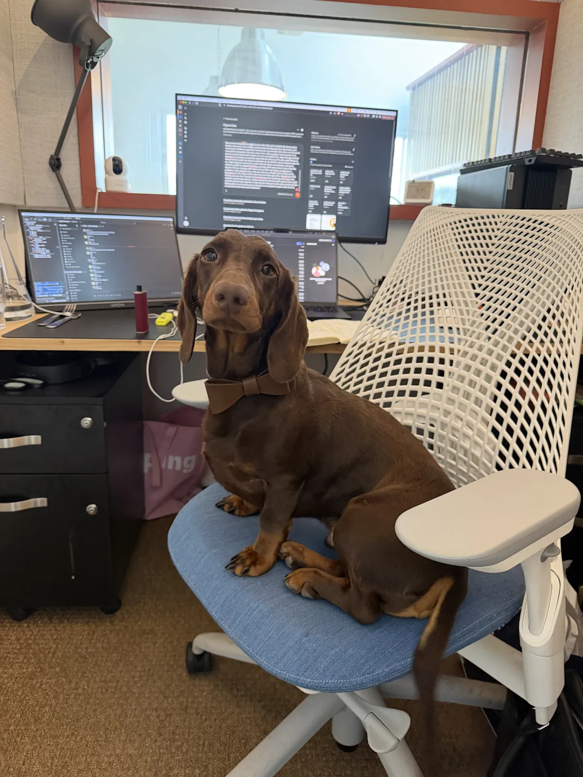 Vagabond assis sur une chaise de bureau, nœud papillon de cuir, face aux écrans.