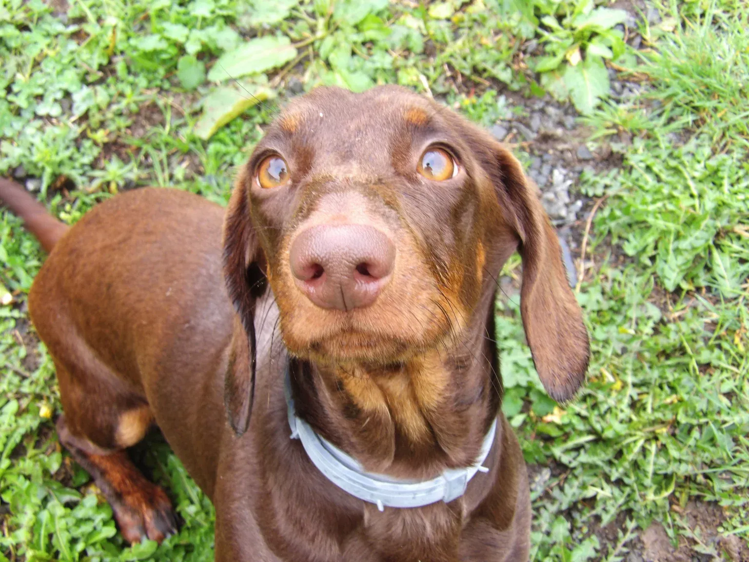 Vagabond chiot assis dans l’herbe, tête levée, l’œil ambre, avec le collier clair de l’élevage.